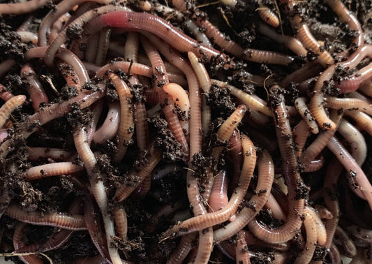 European Nightcrawler Worms