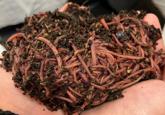 Composting Worm Mix  - FREE SHIPPING!