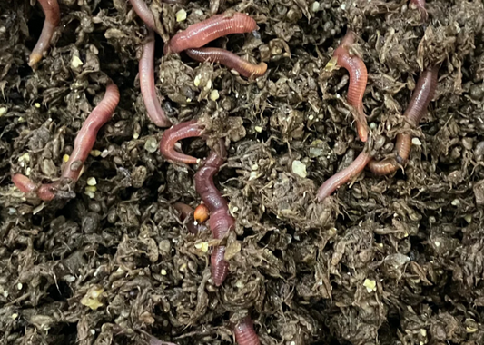 worms, worm farming, compost, vermiculture, vermicompost