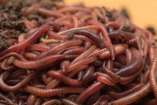 Composting Worms - PURE Red Wigglers - FREE SHIPPING!